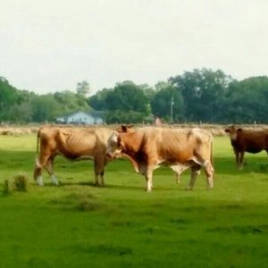 Meet your Posher, Annette